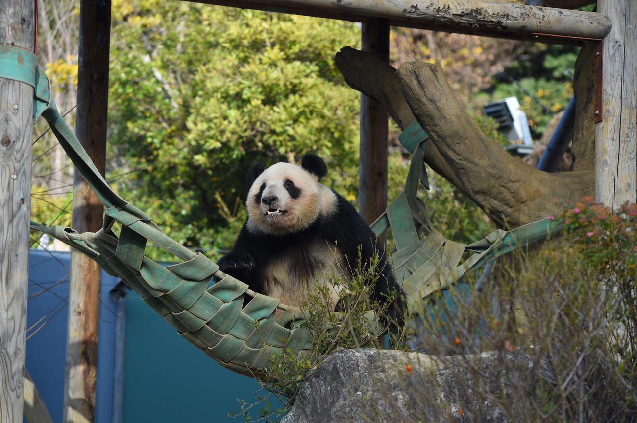 25年12月22日、レイレイ（1643日齢）（上野動物園提供）