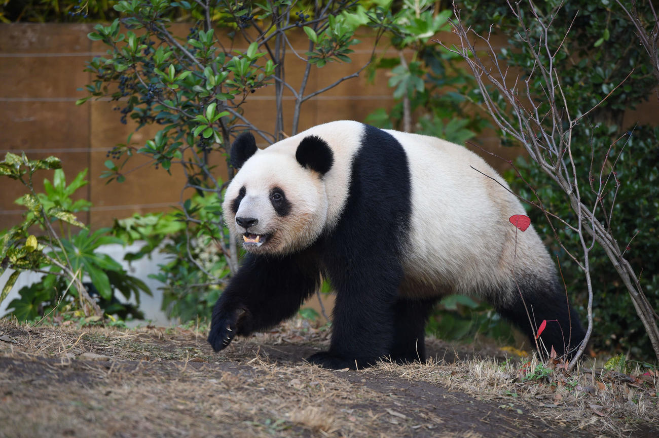 25年12月22日、レイレイ（1643日齢）（上野動物園提供）