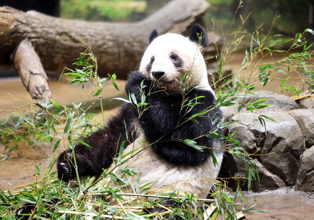 【一覧】上野動物園の歴代ジャイアントパンダ カンカン、ランラン以降15頭…初の国内不在へ - 社会写真ニュース : 日刊スポーツ