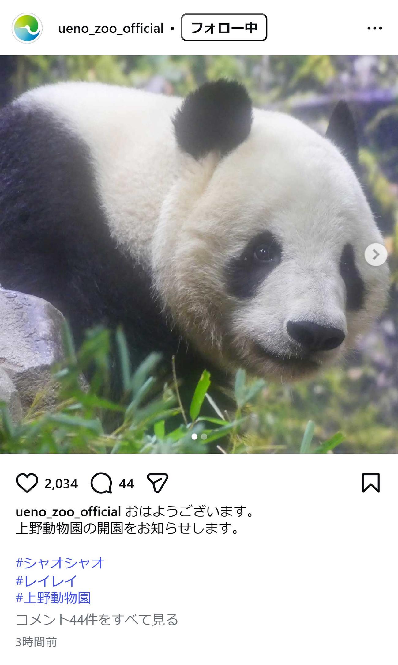 上野動物園のインスタグラムから