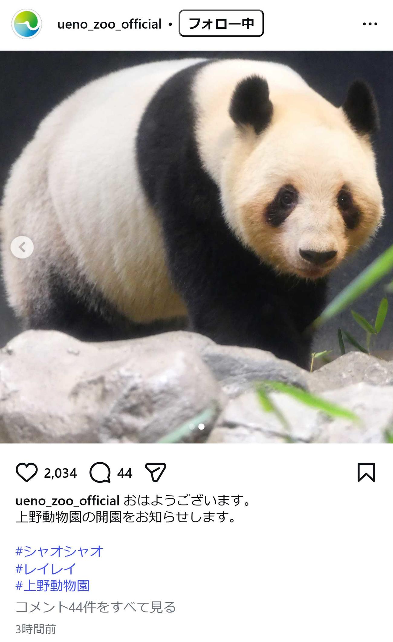 上野動物園のインスタグラムから