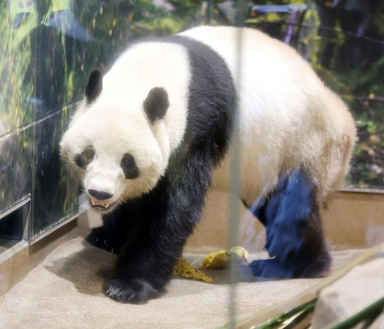観覧最終日、動き回るシャオシャオ（撮影・浅見桂子）