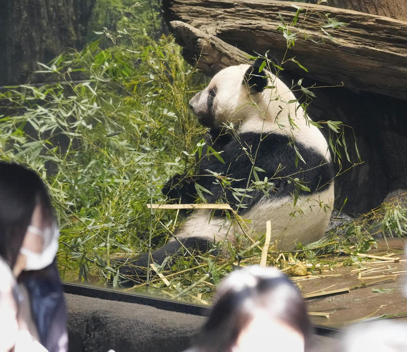 最終観覧日を迎えた東京・上野動物園の双子のジャイアントパンダ、雌レイレイ(共同)