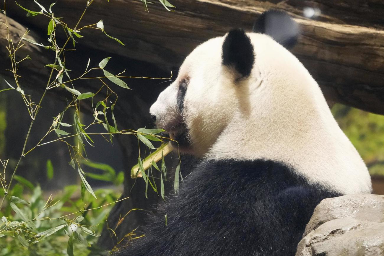 最終観覧日を迎えた東京・上野動物園の双子のジャイアントパンダ、雌レイレイ(共同)