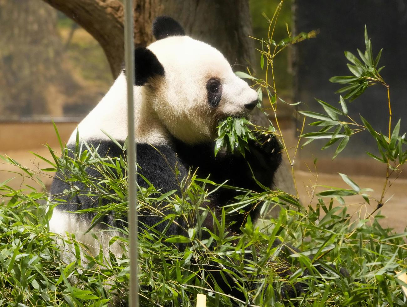 最終観覧日を迎えた東京・上野動物園の双子のジャイアントパンダ、雌レイレイ(共同)
