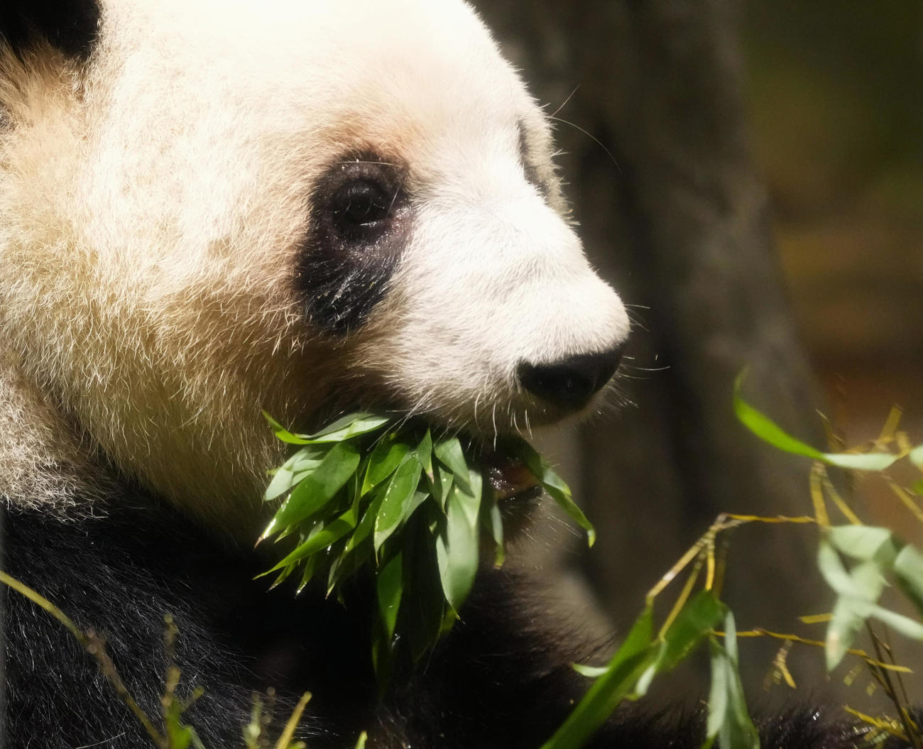 最終観覧日を迎えた東京・上野動物園の双子のジャイアントパンダ、雌レイレイ(共同)