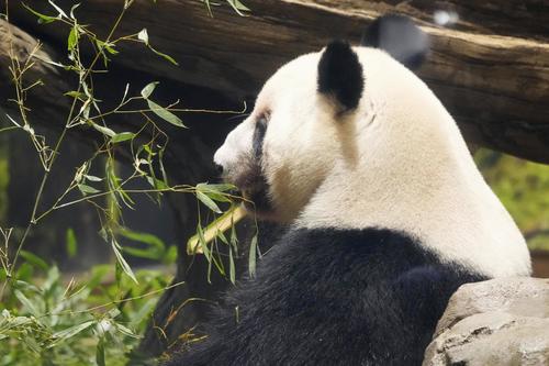 最終観覧日を迎えた東京・上野動物園の双子のジャイアントパンダ、雌レイレイ(共同)