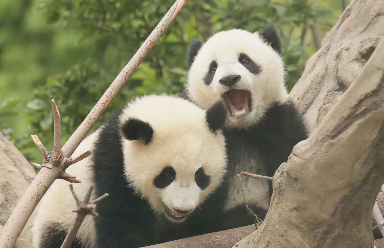 上野動物園の双子のパンダ　じゃれ合うレイレイ（左）とシャオシャオ（2022年4月2撮影）