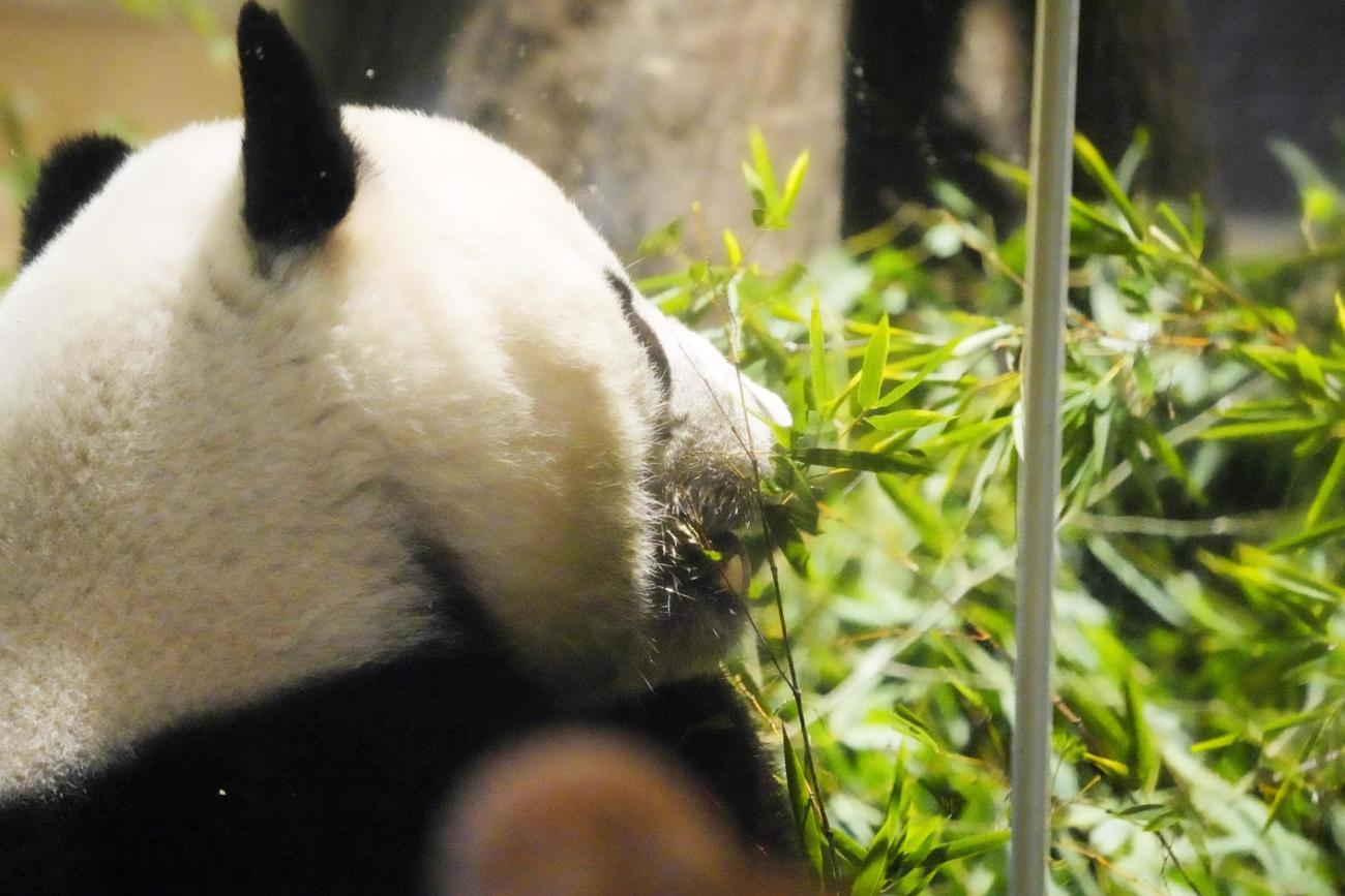 観覧最終日を迎えた東京・上野動物園の双子のジャイアントパンダ、雄シャオシャオ(共同)