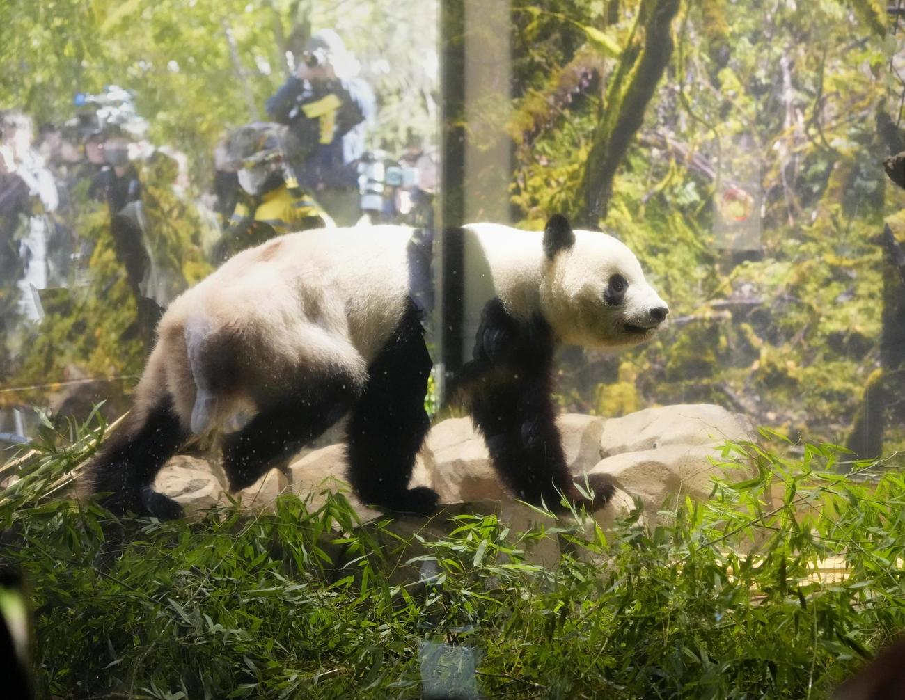 最終観覧日を迎えた東京・上野動物園の双子のジャイアントパンダ、雄シャオシャオ(共同)