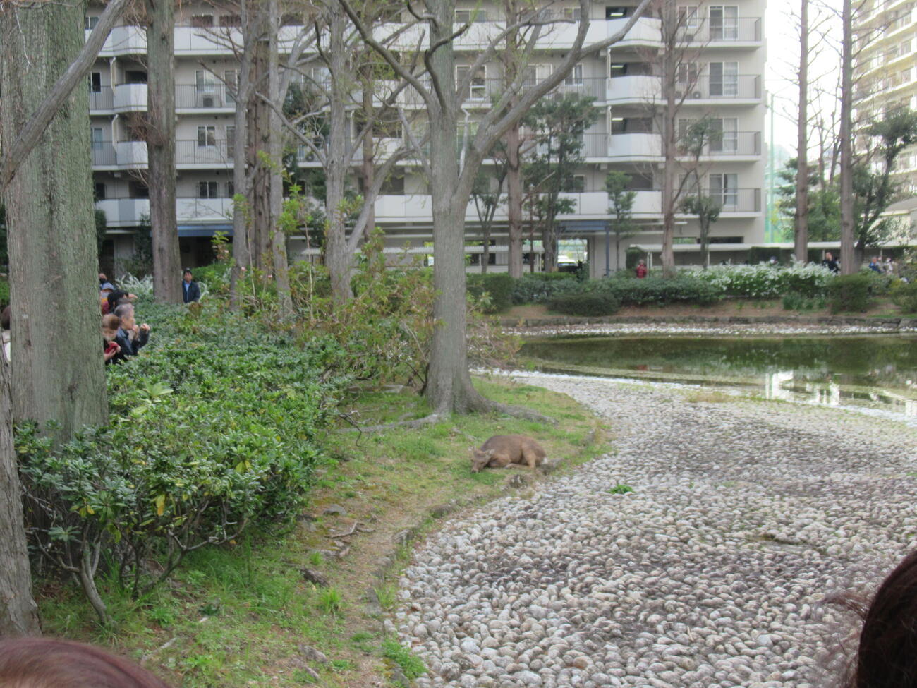 大阪市内の住宅街に現れて、悠然と草を食べるシカ（撮影・益田一弘）