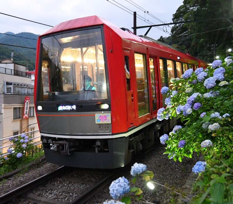 13日から運行し始めた箱根登山電車「夜のあじさい号」