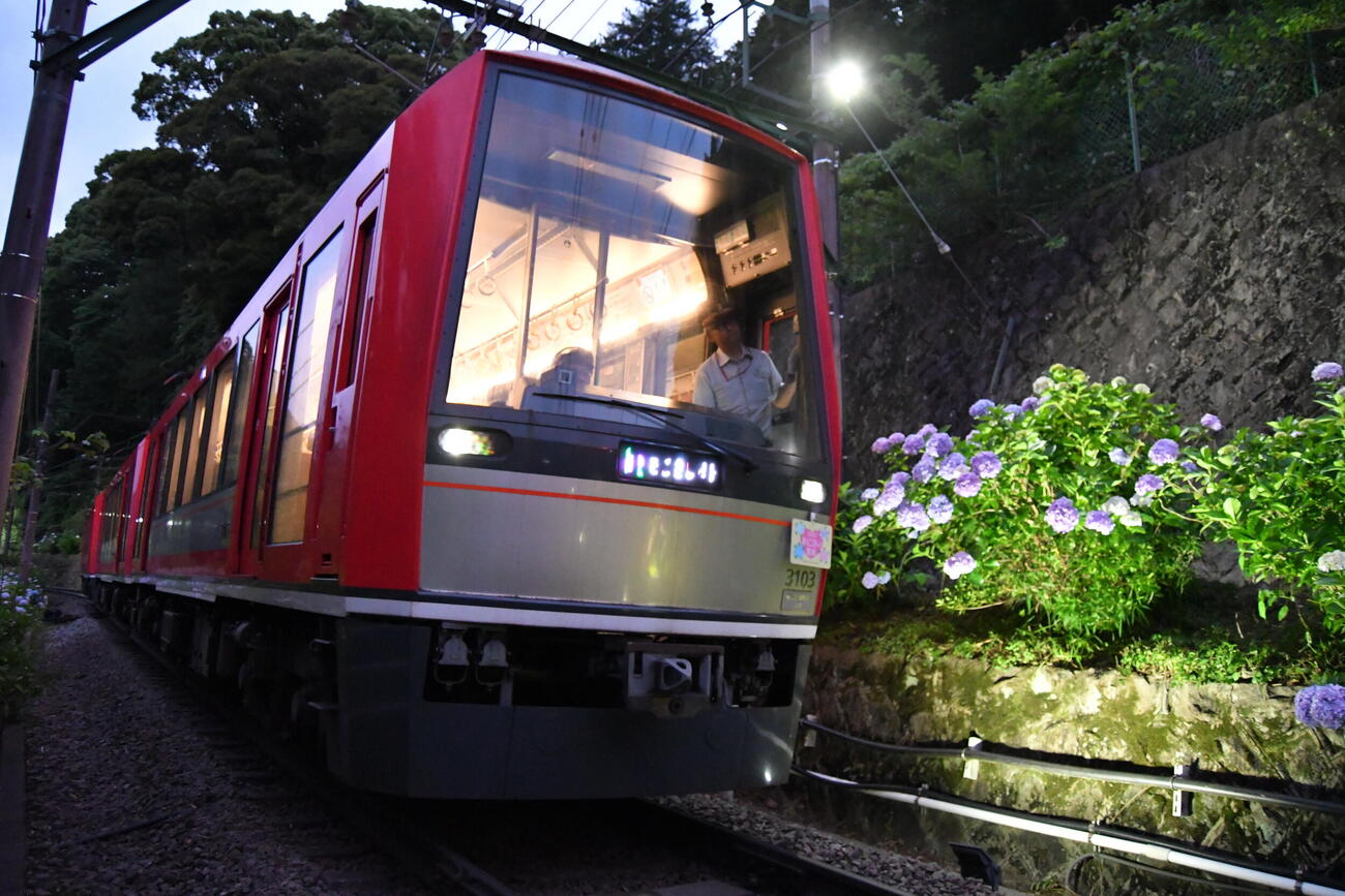 13日から運行し始めた箱根登山電車「夜のあじさい号」