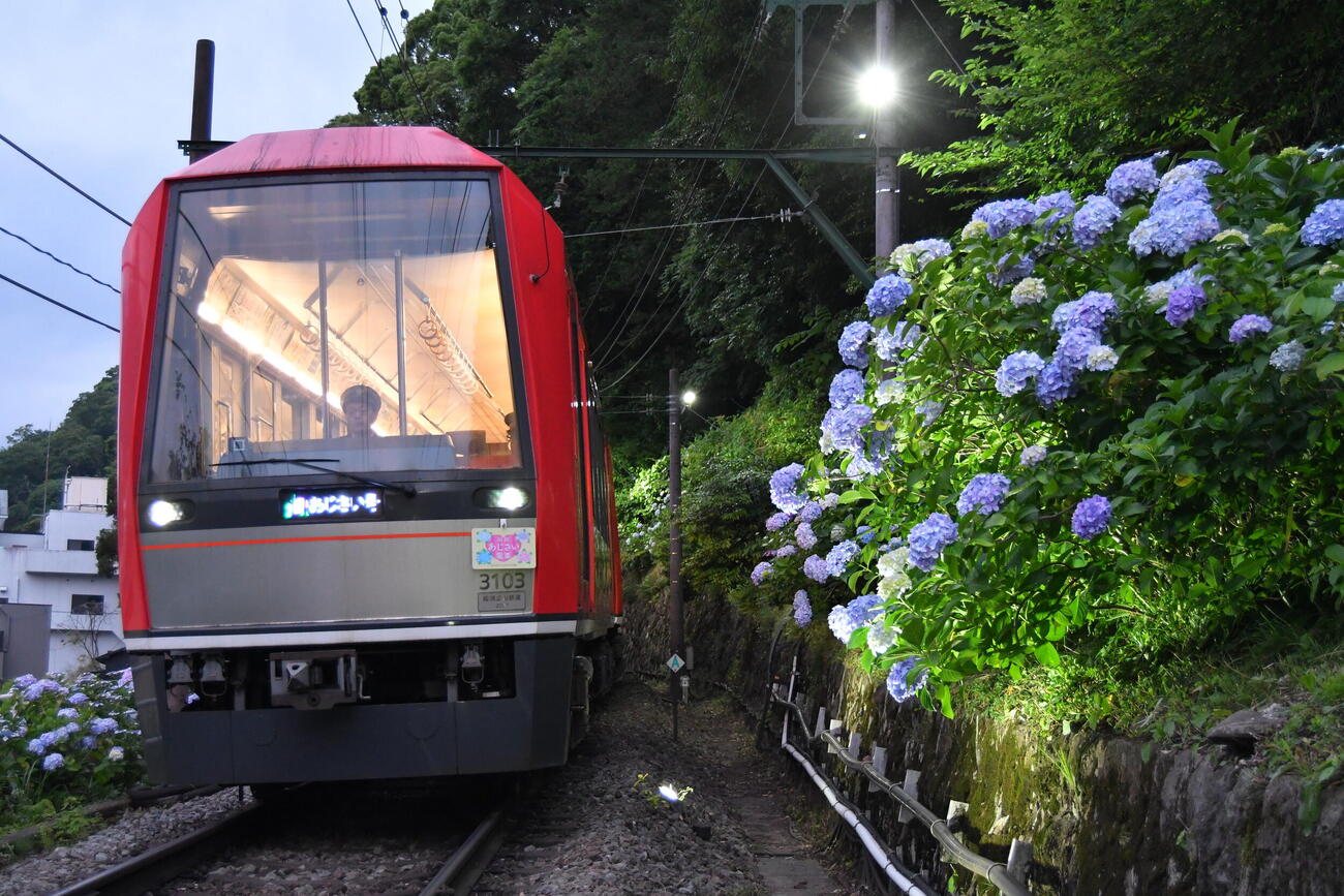 13日から運行し始めた箱根登山電車「夜のあじさい号」