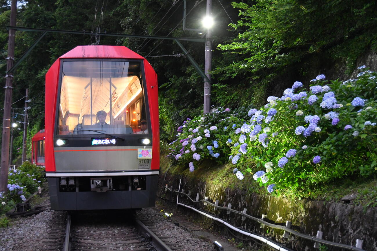 13日から運行し始めた箱根登山電車「夜のあじさい号」