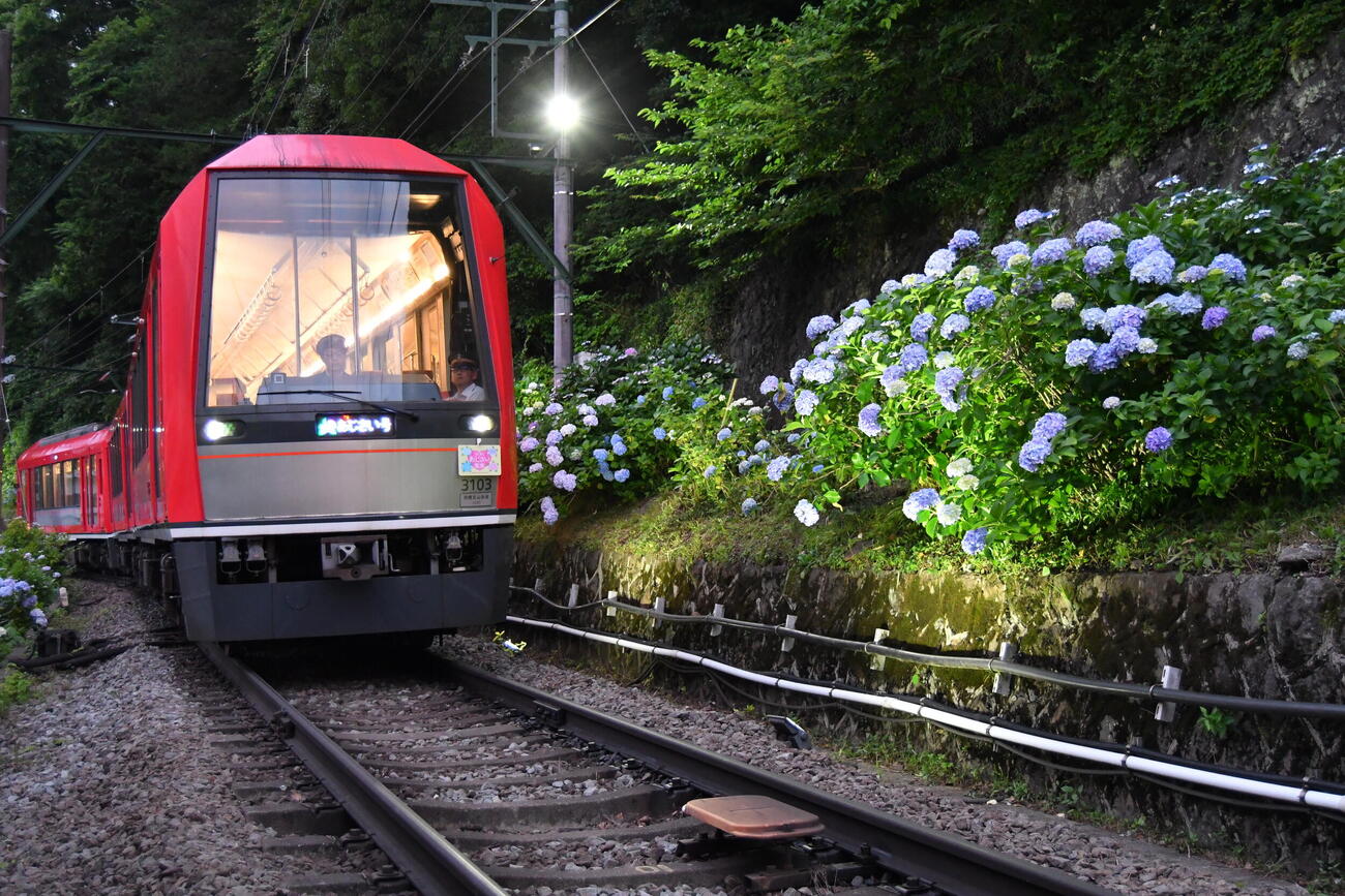 13日から運行し始めた箱根登山電車「夜のあじさい号」