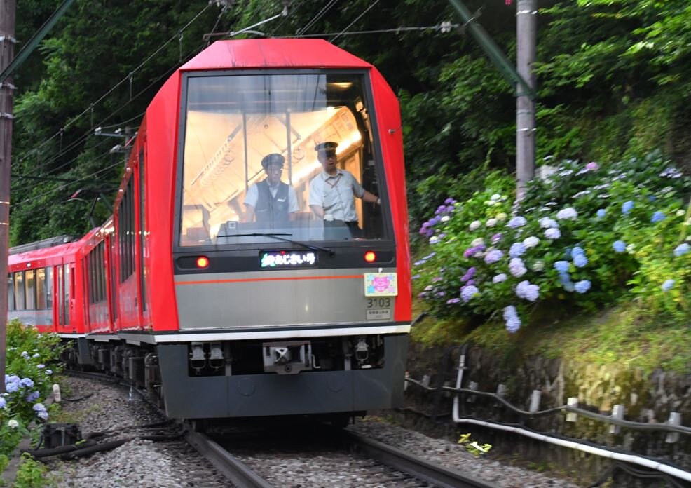 13日から運行し始めた箱根登山電車「夜のあじさい号」