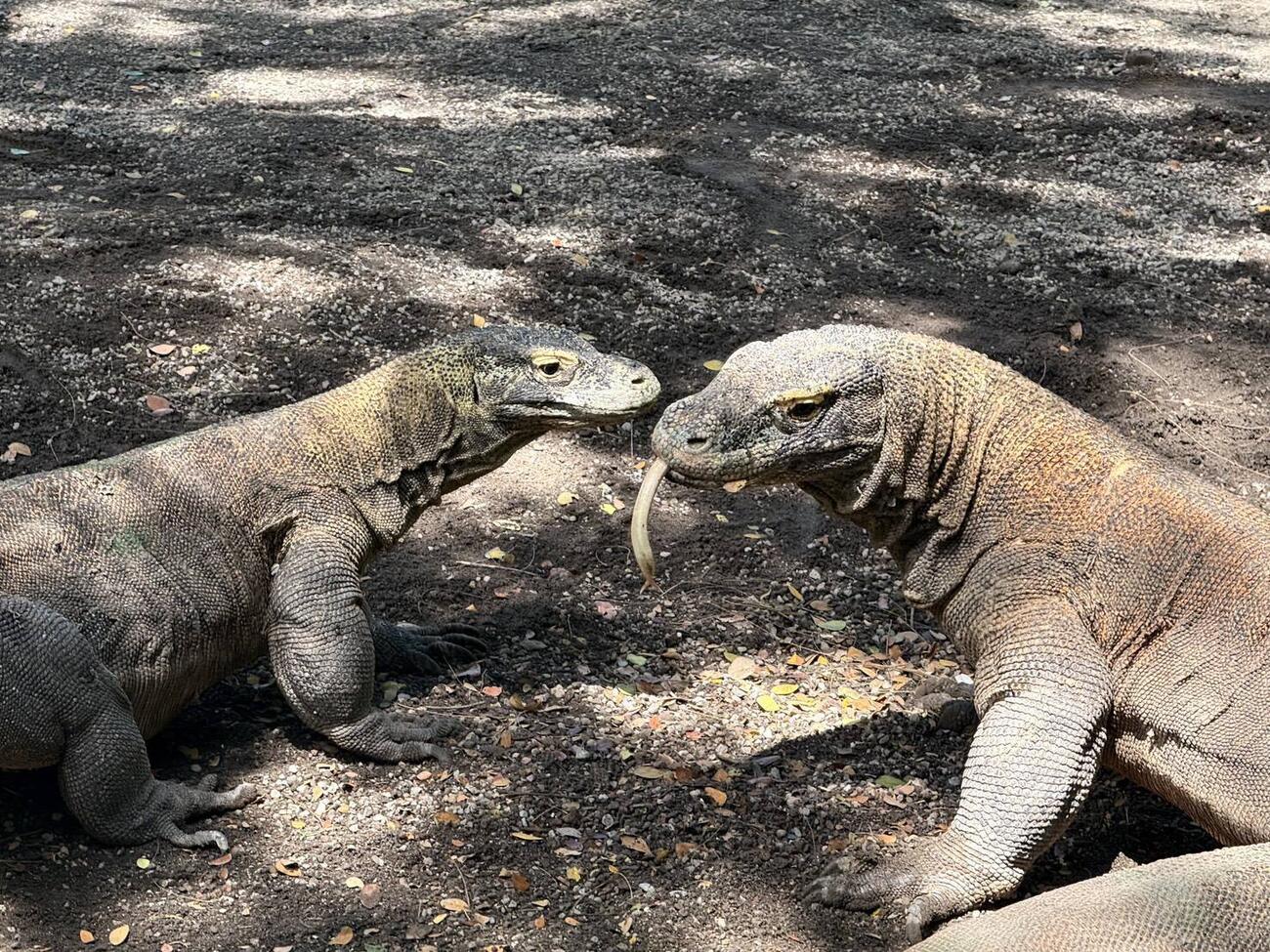体感型動物園「iZoo」で31日から一般公開されるコモドドラゴン2頭。右がオス（iZoo提供）