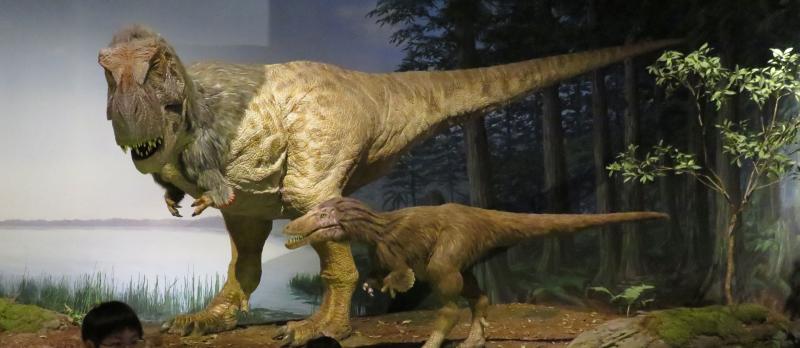 羽毛 ティラノサウルス ティラノサウルス毛が生えていた 茨城県自然博物館