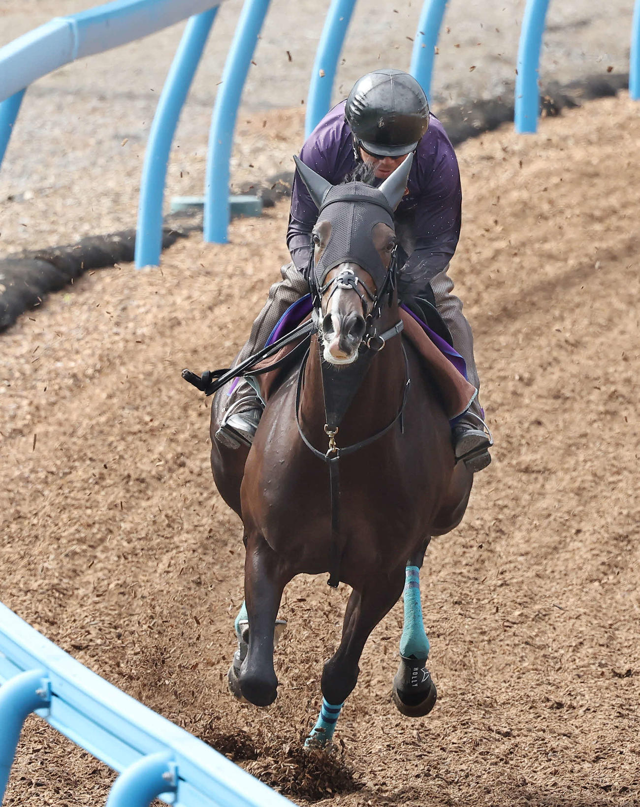 2週前追い切りで美浦ウッドを単走で追い切られたタイトルホルダー（6月8日撮影）