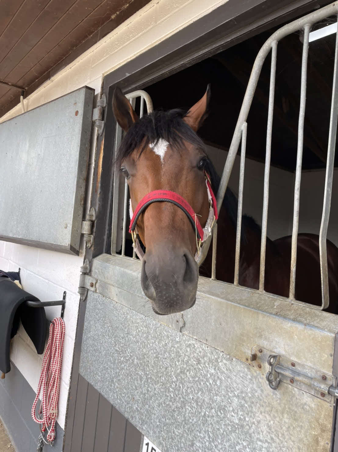 早く競馬で走りたいと訴えてくるバスラットレオン！