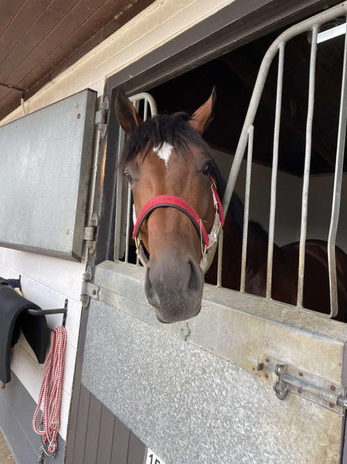 早く競馬で走りたいと訴えてくるバスラットレオン！