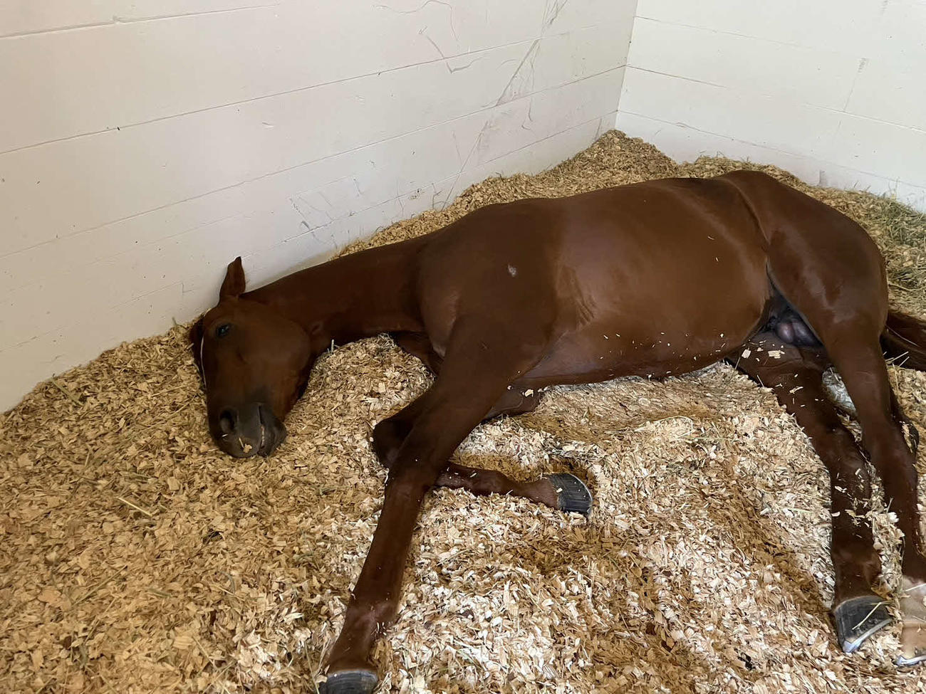 チャーチルダウンズ競馬場の検疫厩舎で爆睡するコンティノアール