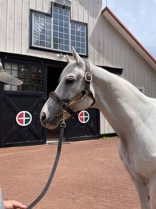 ケンタッキー州レキシントンにあるゲインズウェイファームでスーパー種牡馬タピットに会ってきました