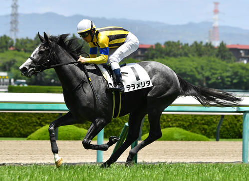 3日、阪神新馬戦を快勝したブリックスアンドモルタル産駒テラメリタ（撮影・清水貴仁）