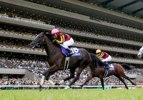 安田記念を制したソングライン（23年6月4日撮影）