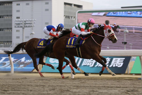 21年、川崎でのエンプレス杯を制したマルシュロレーヌ（21年3月4日撮影）