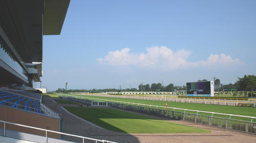 新潟競馬場の全景