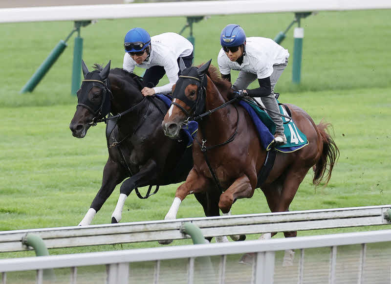 武豊騎手を背に函館芝コースで1週前追い切りを行ったシャフリヤール（左）