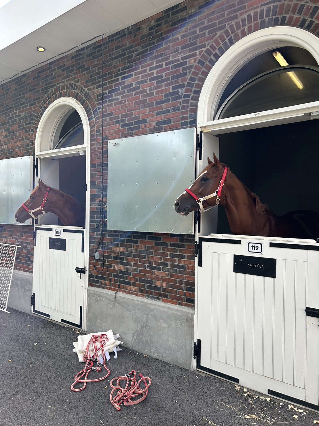 パリロンシャン競馬場に到着後の2頭