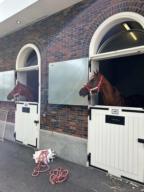 パリロンシャン競馬場に到着後の2頭