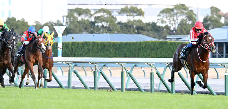昨年12月の中京2歳Sで3連勝を飾ったアメリカンステージ（右）