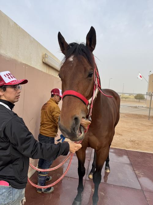 サウジCを制したフォーエバーヤング（撮影・安藤裕）