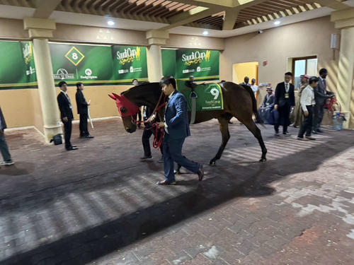 サウジC、レース前のロマンチックウォリアー（撮影・安藤裕）