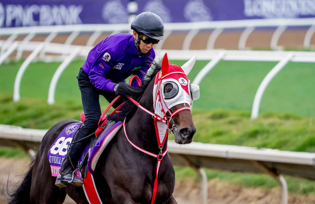 27日朝、調教するスウィッチインラヴ（C）Shamela Hanley／Eclipse Sportswire／Breeders Cup