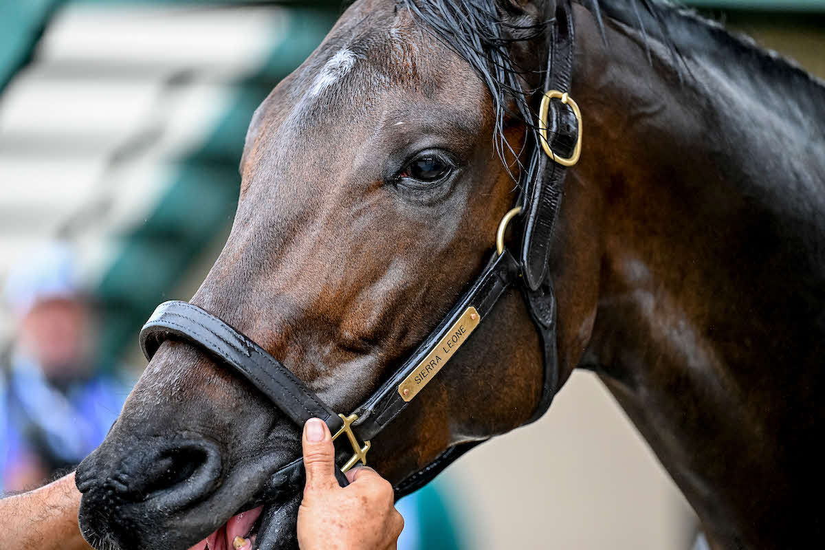 連覇を狙うシエラレオーネ（C）Carlos J. Calo／／Eclipse Sportswire／Breeders Cup