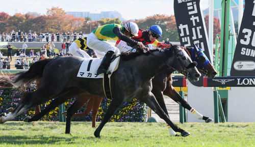 東京8Rのゴール前。プーシャン騎手のキングノジョー（奥）と菅原明騎手のマカナ（手前）が1着同着（撮影・丹羽敏通）