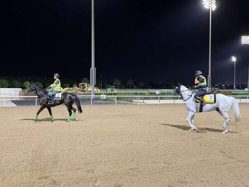 メイダン競馬場で調整するルガルとガイアフォース（撮影・安藤裕）