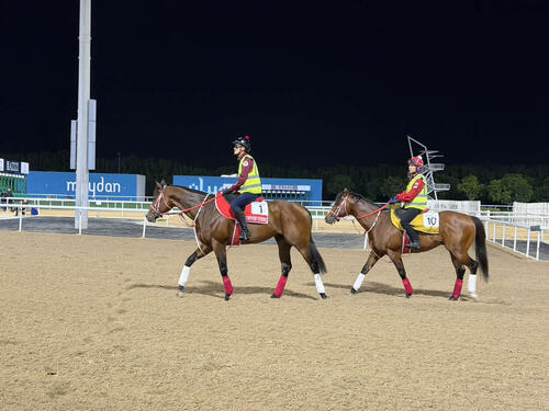 メイダン競馬場で調整するフォーエバーヤングとアメリカンステージ（撮影・安藤裕）