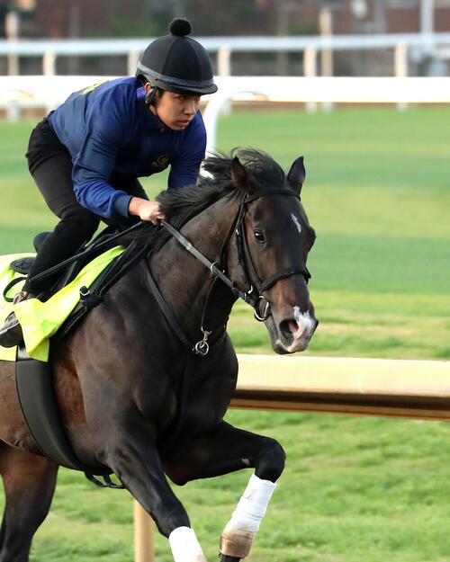 チャーチルダウンズ競馬場で調整するワンダーディーン（C）COADY MEDIA