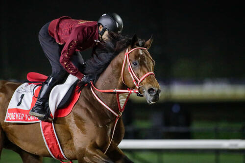 フォーエバーヤングと坂井瑠星騎手（（C）Dubai Racing Club／Liesl King）