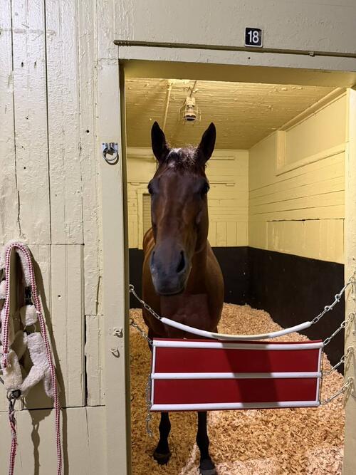 ベルモントパーク競馬場のに到着したフォーエバーヤング