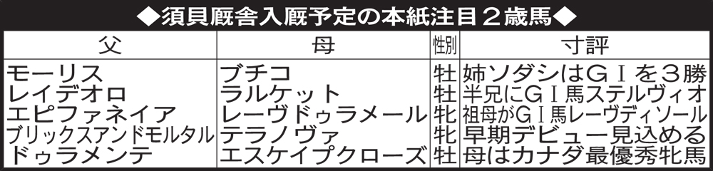 須貝厩舎入厩予定の本紙注目２歳馬