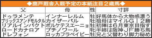 鹿戸厩舎入厩予定の本紙注目2歳馬
