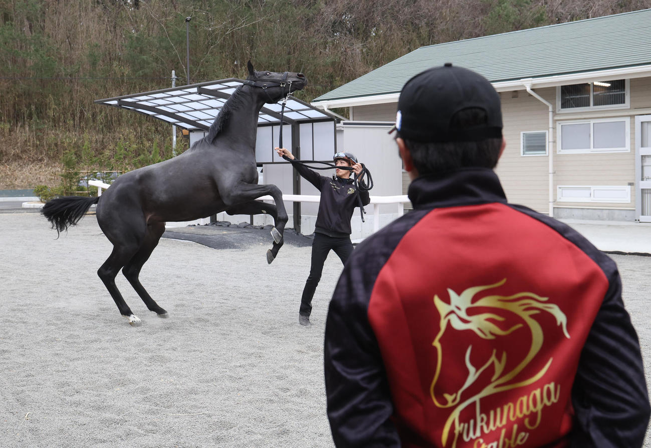 4月2日、元気に立ち上がるコントレイル産駒のガリレオズソングの23の様子を見る福永師（右）