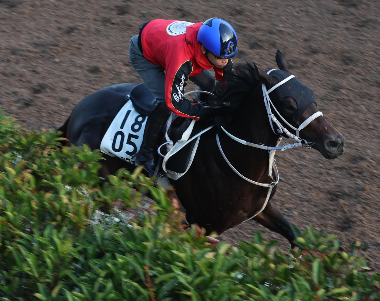 池添騎手を背に坂路で追い切るブリッツファング